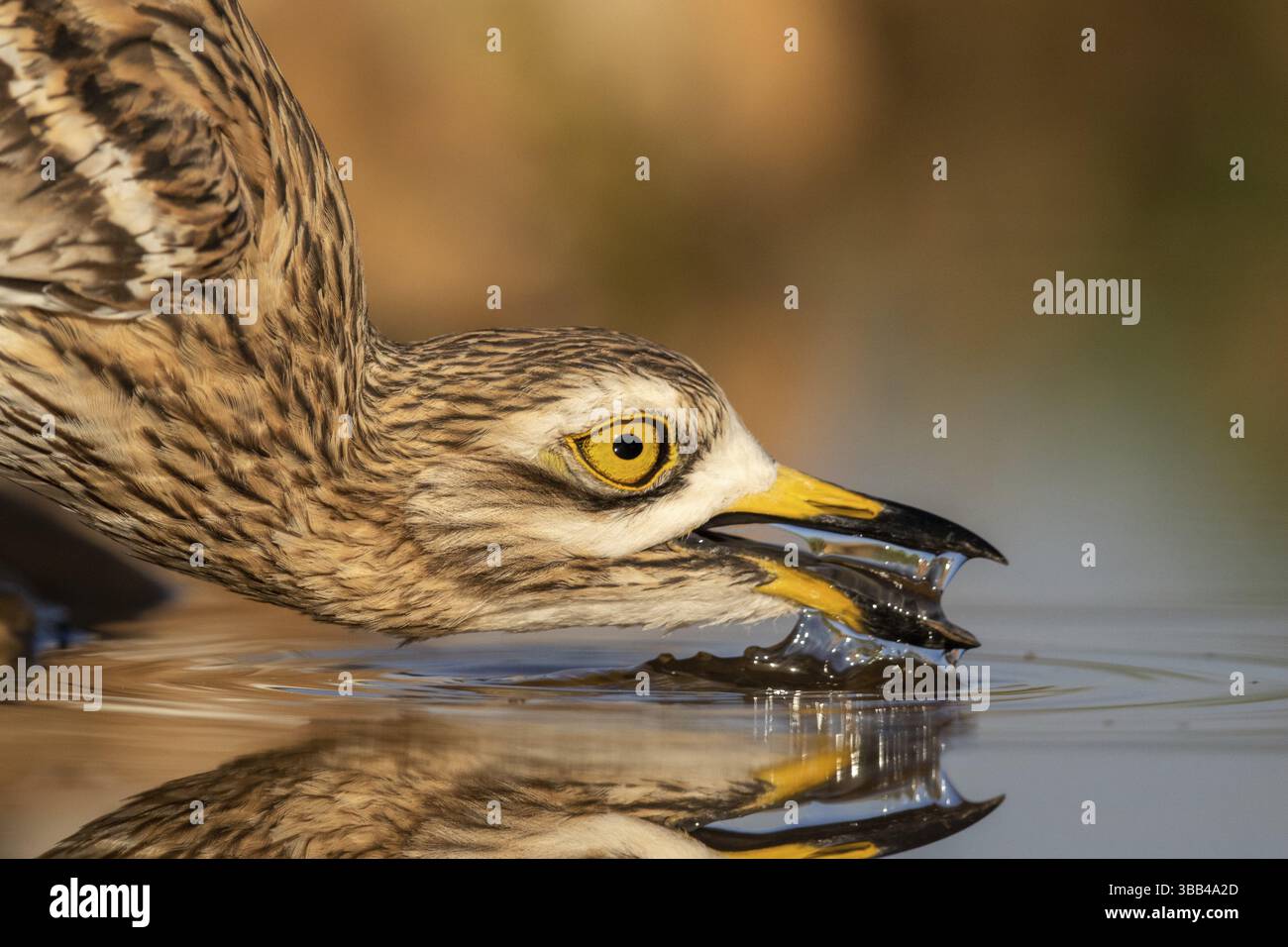 Pierre-courlis eurasien (Burhinus oedicnemus) buvant, Castille-la Manche, Espagne, Europe Banque D'Images
