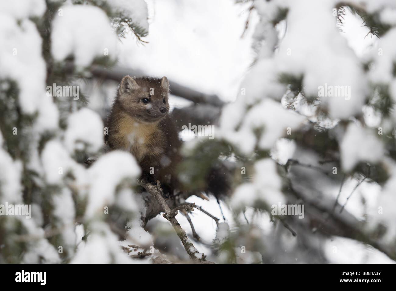 Martre d'Amérique (Martes americana) grimpant dans un arbre, parc national de Yellowstone, États-Unis, Amérique du Nord Banque D'Images