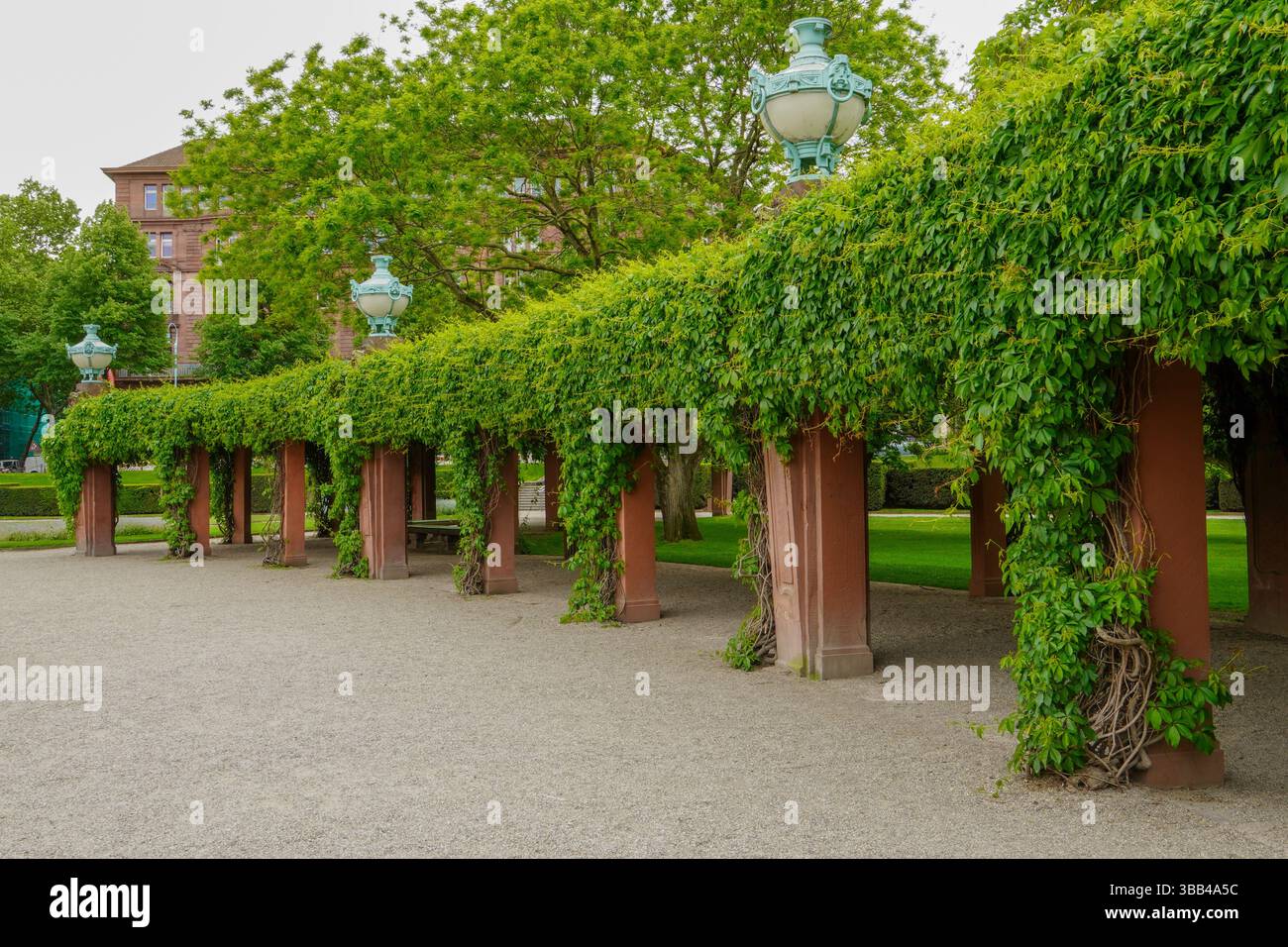Plante à feuilles vertes avec de nombreuses feuilles dans le parc. Banque D'Images