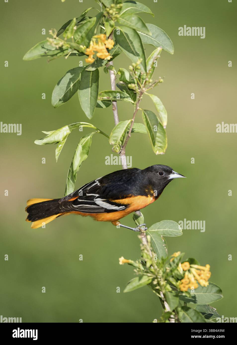 Baltimore Oriole (icterus galbula) mâle, Texas, USA, Amérique du Nord Banque D'Images