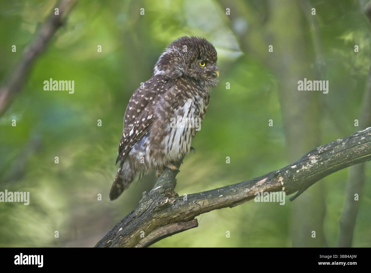 Eurasian Pygmy Owl (Glaucidium passerinum) femelle perchée sur une branche, Bavière, Allemagne, Europe Banque D'Images