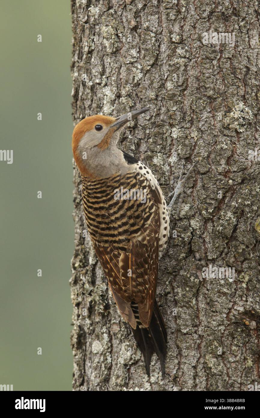 Papillote guatémaltèque (Colaptes auratus mexicanoides) perché sur une branche au Guatemala en Amérique centrale Banque D'Images Papillote guatémaltèque (Colaptes auratus mexicanoides) perché sur une branche au Guatemala en Amérique centrale Banque D'Images