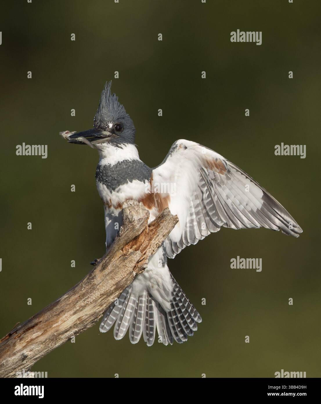 Femelle Kingfisher à ceinture (Megaceryle alcyon) perchée sur une branche avec des proies de poisson au bec, Floride, États-Unis, Amérique du Nord Banque D'Images