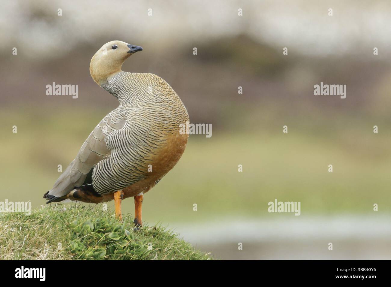 Ouette à tête rousse (Chloephaga rubidiceps) nourrir le long du littoral des îles Malouines Banque D'Images