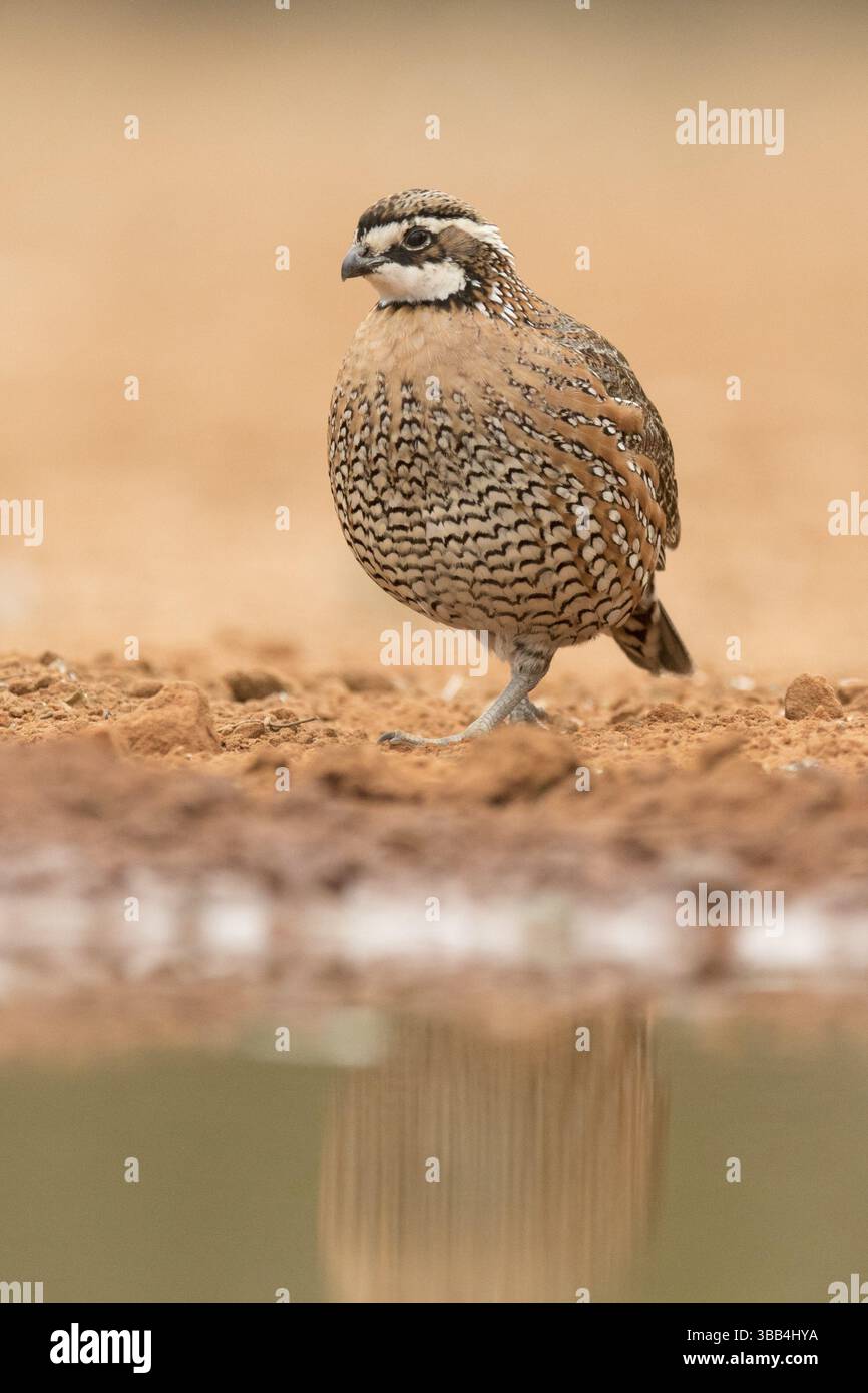 Bobwhite du Nord (Colinus virginianus) mâle, Texas, USA, Amérique du Nord Banque D'Images Bobwhite du Nord (Colinus virginianus) mâle, Texas, USA, Amérique du Nord Banque D'Images