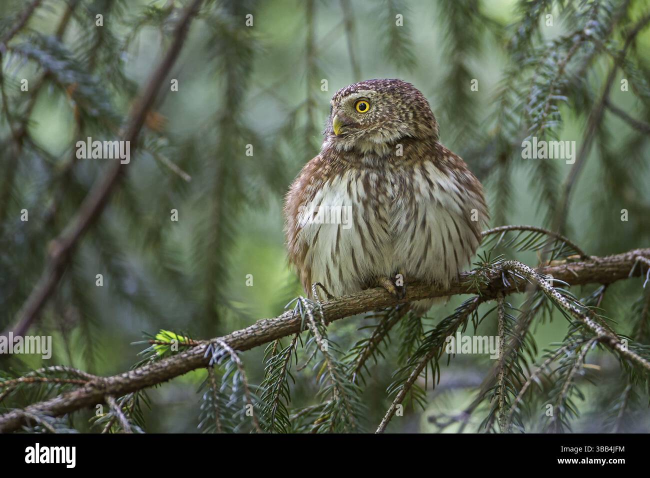 Chouette pygmée eurasienne (Glaucidium passerinum), Saxe, Allemagne, Europe Banque D'Images