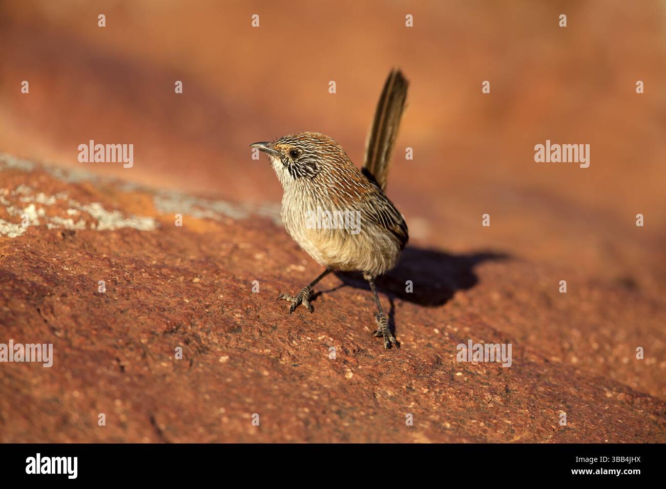 Grasswren à queue courte (Amytornis merrotsyi pedleri), Australie méridionale, Australie, Océanie Banque D'Images