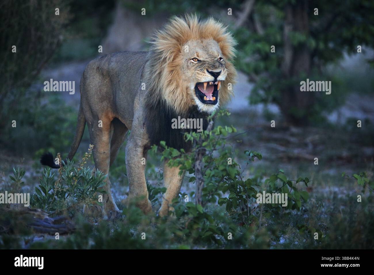 Un lion de manie avec un museau ouvert et une dent. Portrait de la paire de lions africains, Panthera leo, détail des grands animaux, delta de l'Okavango, Botswana, Afrique. Chats Banque D'Images