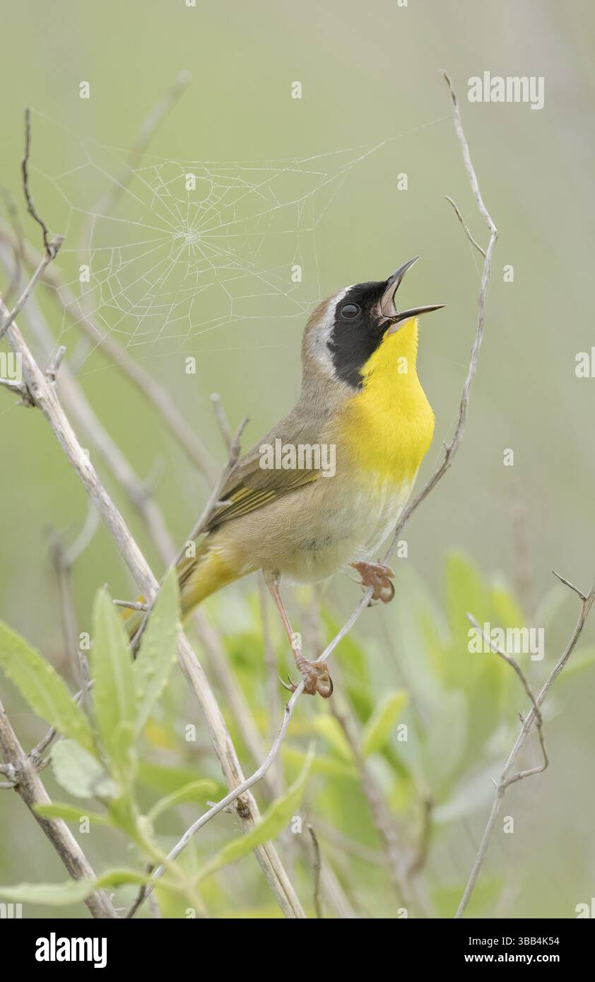 Chant masculin jaune commun (Geothlypis trichas), Texas, États-Unis, Amérique du Nord Banque D'Images