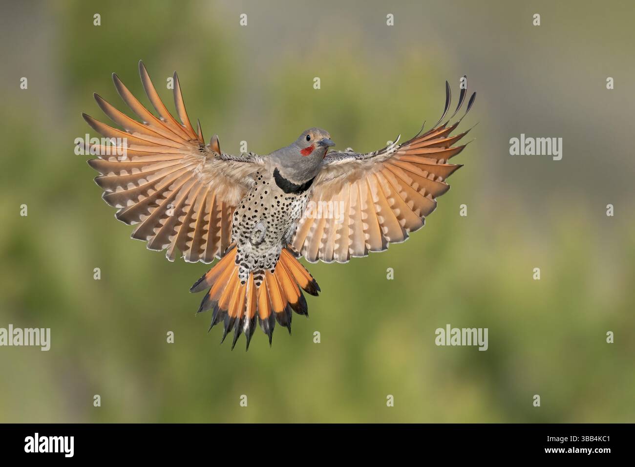 Papillotement nordique (Colaptes auratus) mâle volant, Colombie-Britannique, Canada, Amérique du Nord Banque D'Images Papillotement nordique (Colaptes auratus) mâle volant, Colombie-Britannique, Canada, Amérique du Nord Banque D'Images