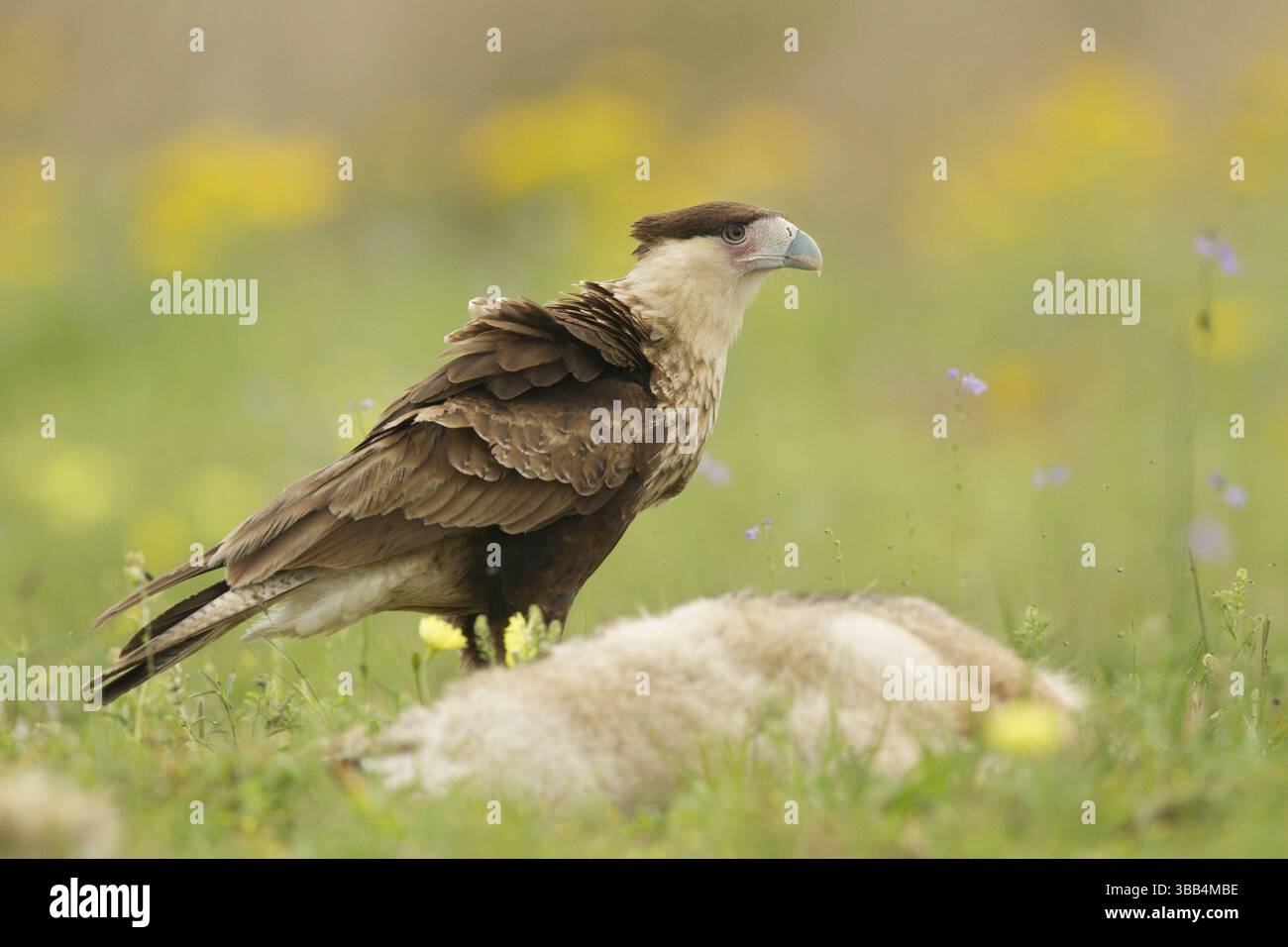 Crête nordique Caracara (Caracara cheriway) juvénile, Texas, États-Unis, Amérique du Nord Banque D'Images