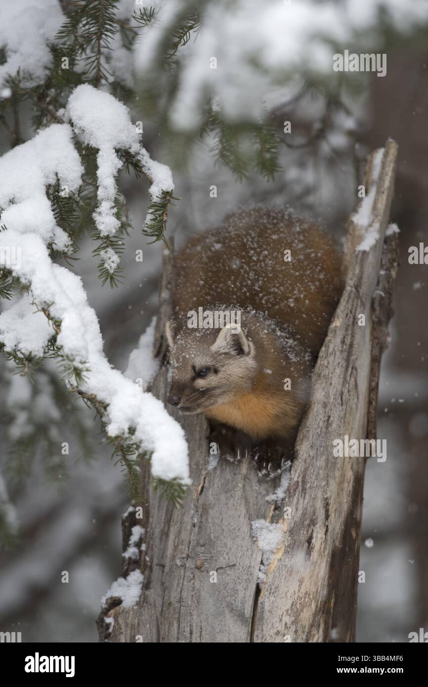 Martre d'Amérique (Martes americana) grimpant dans un arbre, parc national de Yellowstone, États-Unis, Amérique du Nord Banque D'Images