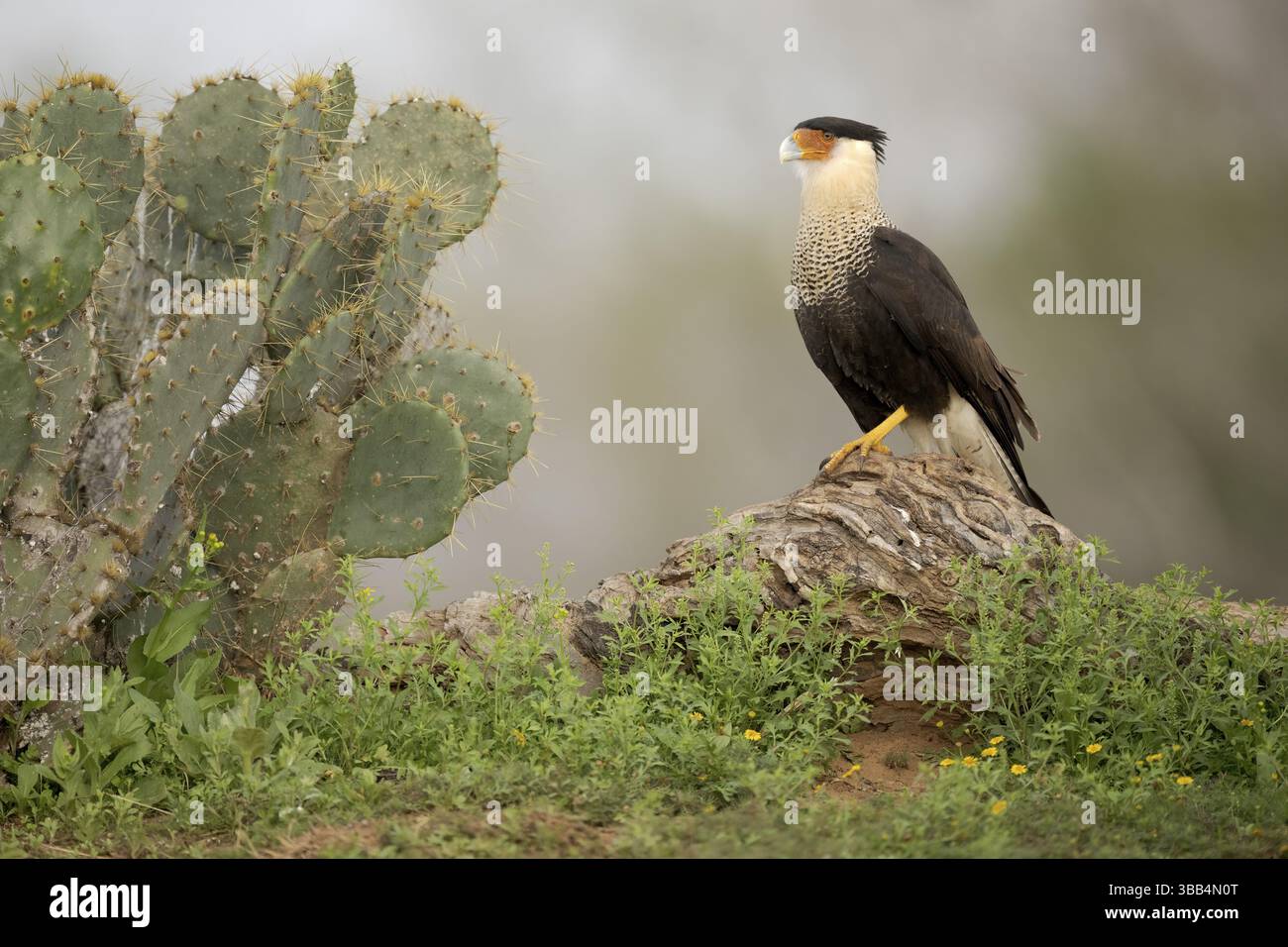 Northern Crested Caracara (Caracara cheriway), Texas, États-Unis, Amérique du Nord Banque D'Images Northern Crested Caracara (Caracara cheriway), Texas, États-Unis, Amérique du Nord Banque D'Images