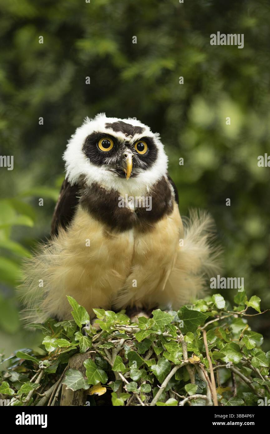 Chouette à lunettes (Pulsatrix perspicillata) captive, juvénile, Allemagne, Europe Banque D'Images