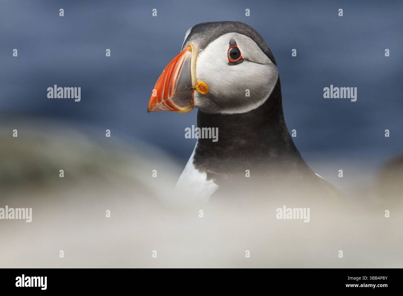 Portrait adulte du macareux de l'Atlantique (Fratercula arctica), Îles Farne, Royaume-Uni, Europe Banque D'Images