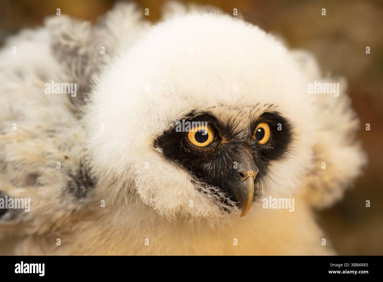 Chouette à lunettes (Pulsatrix perspicillata) captive, juvénile, Allemagne, Europe Banque D'Images