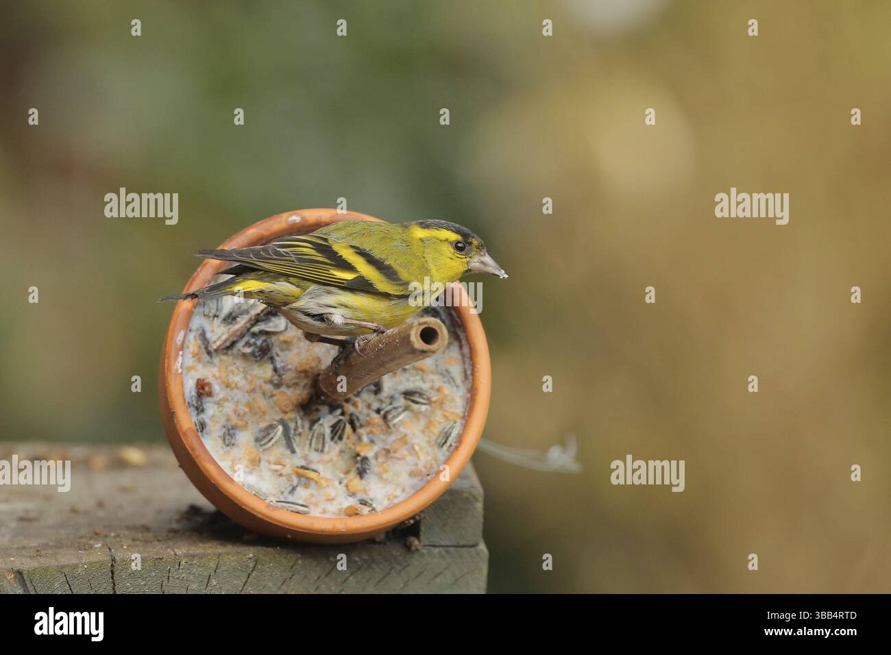Siskin eurasien (Spinus spinus) mâle, basse-Saxe, Allemagne, Europe Banque D'Images