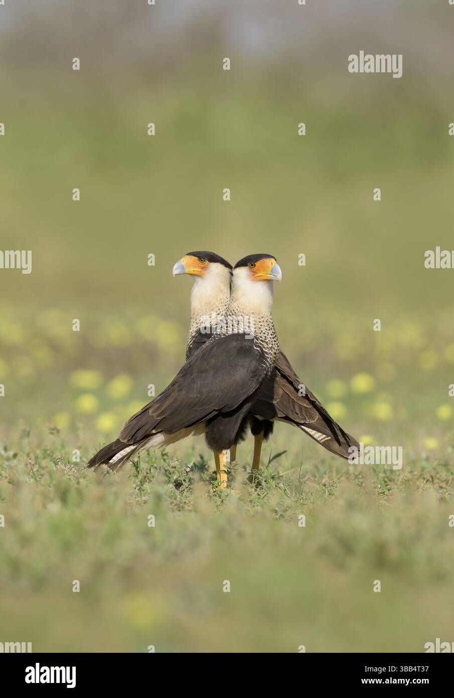 Paire de Caracara à crête nord (Caracara cheriway), Texas, États-Unis, Amérique du Nord Banque D'Images Paire de Caracara à crête nord (Caracara cheriway), Texas, États-Unis, Amérique du Nord Banque D'Images