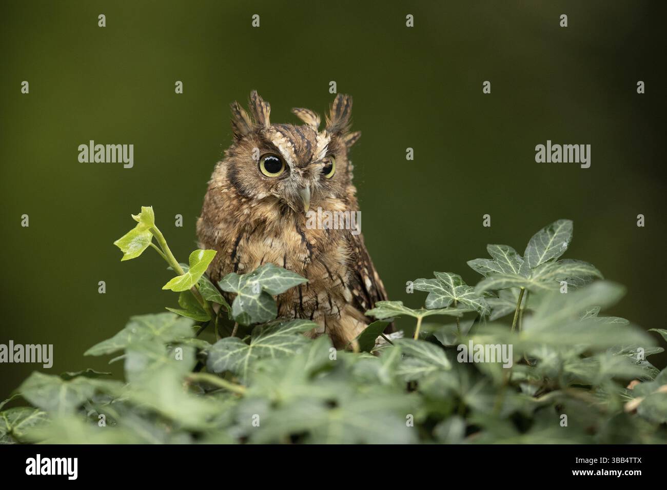 Chouette crique tropicale (Megascops choliba) captive, juvénile, Allemagne, Europe Banque D'Images