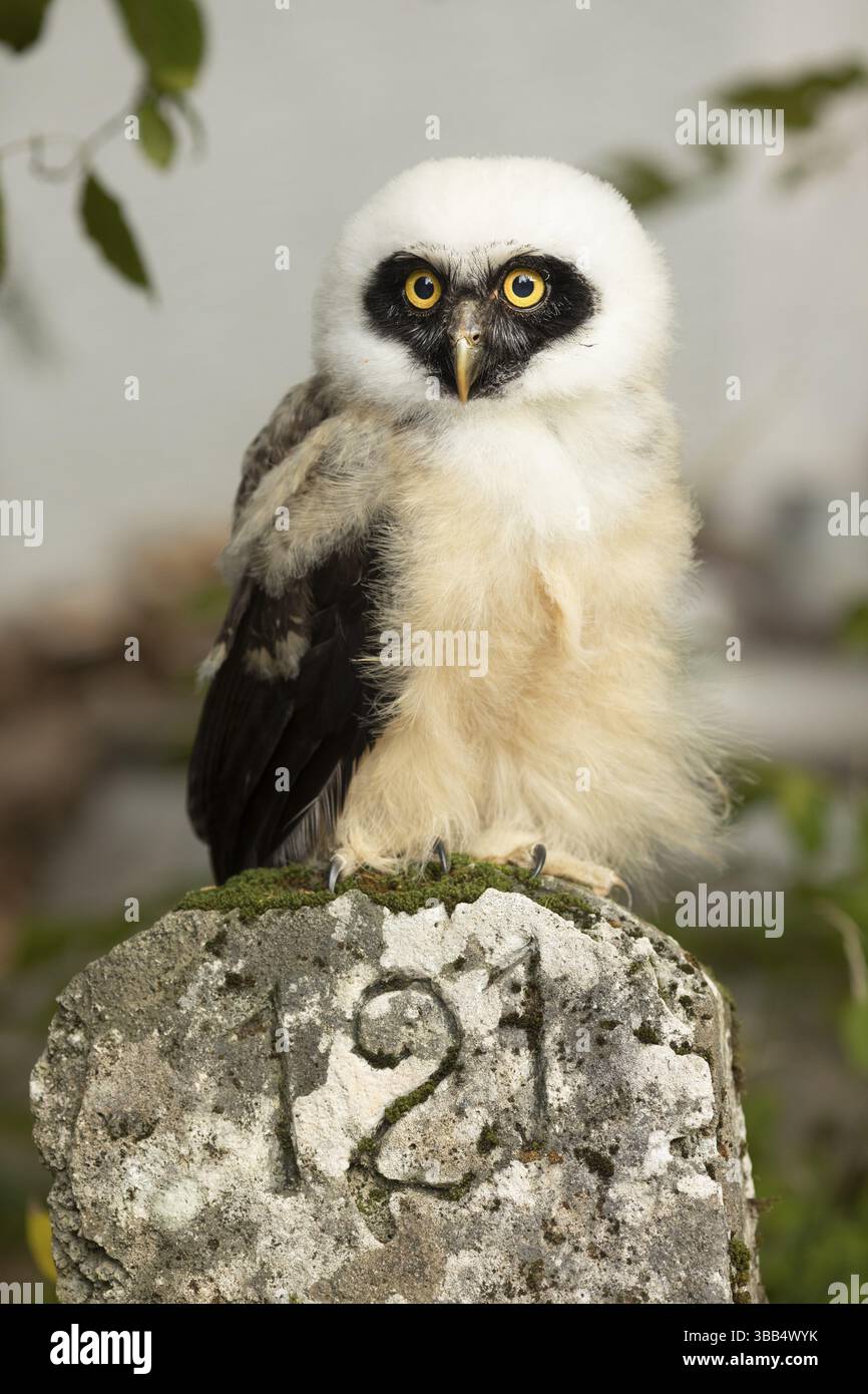Chouette à lunettes (Pulsatrix perspicillata) captive, juvénile, Allemagne, Europe Banque D'Images