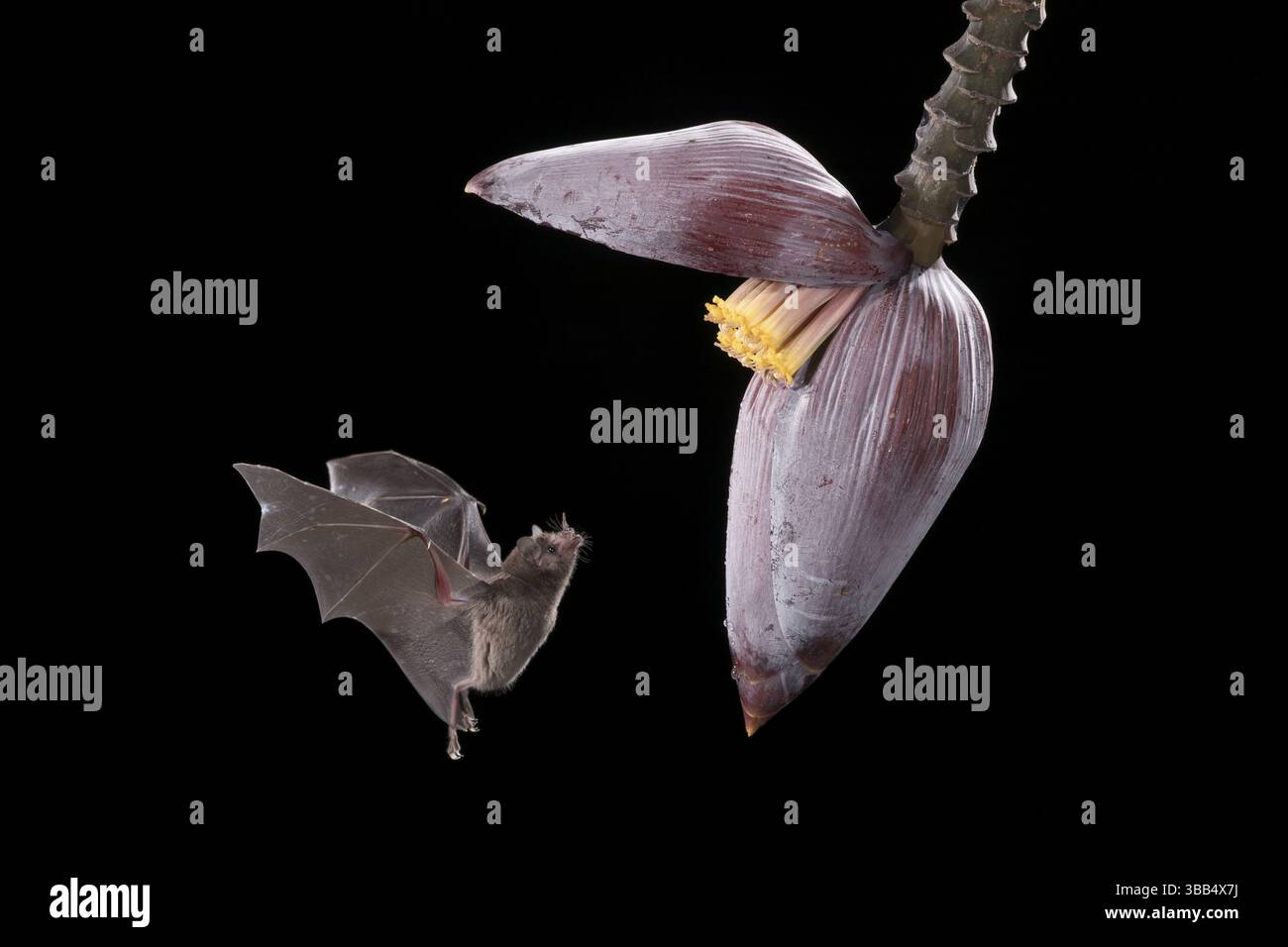 Une chauve-souris à longue languette de Pallas visite une fleur de banane, Costa Rica, Amérique centrale Banque D'Images