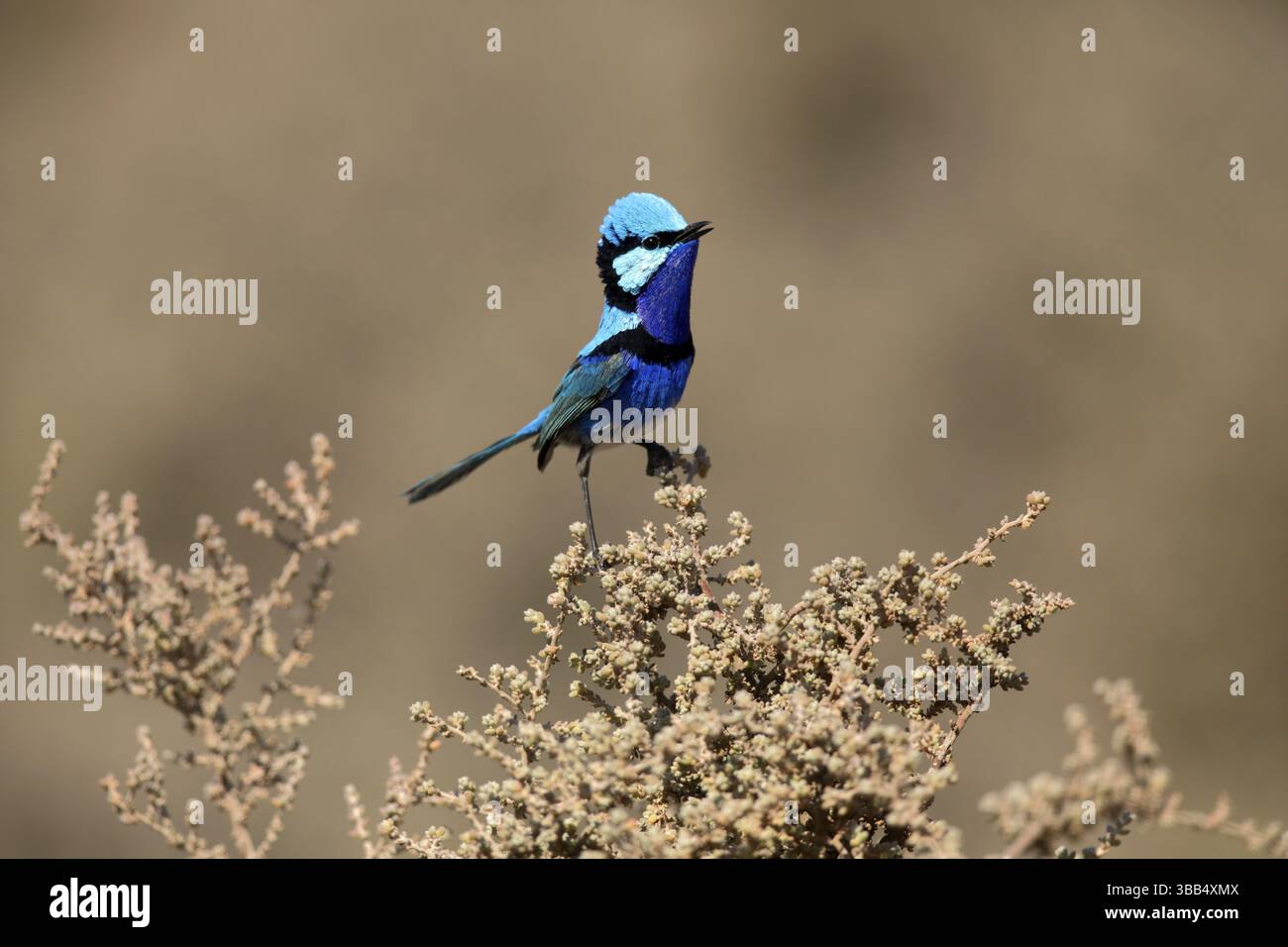 Splendide Fairywren (Malurus splendens callainus) mâle perché sur une branche, Australie méridionale, Australie, Océanie Banque D'Images