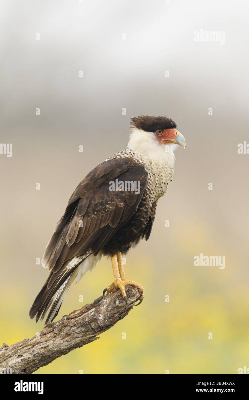 Crête nordique Caracara (Caracara cheriway) juvénile, Texas, États-Unis, Amérique du Nord Banque D'Images