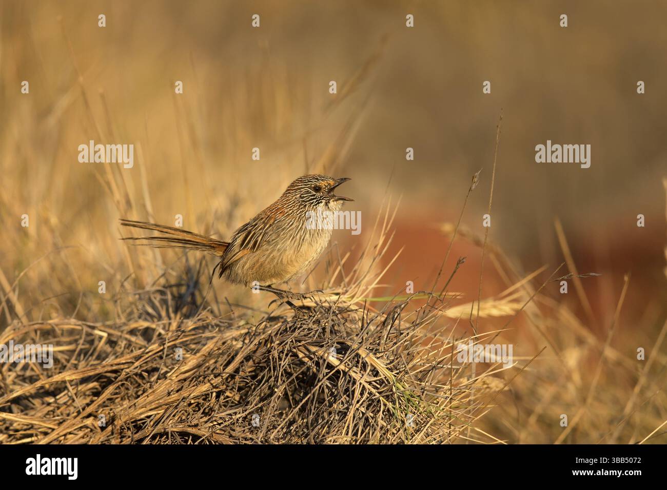 Grasswren à queue courte (Amytornis merrotsyi pedleri), Australie méridionale, Australie, Océanie Banque D'Images