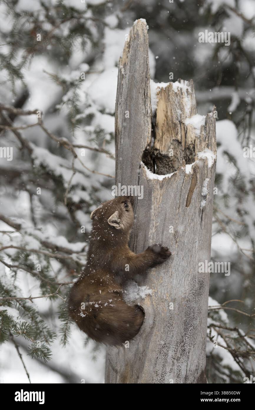 Martre d'Amérique (Martes americana) grimpant dans un arbre, parc national de Yellowstone, États-Unis, Amérique du Nord Banque D'Images