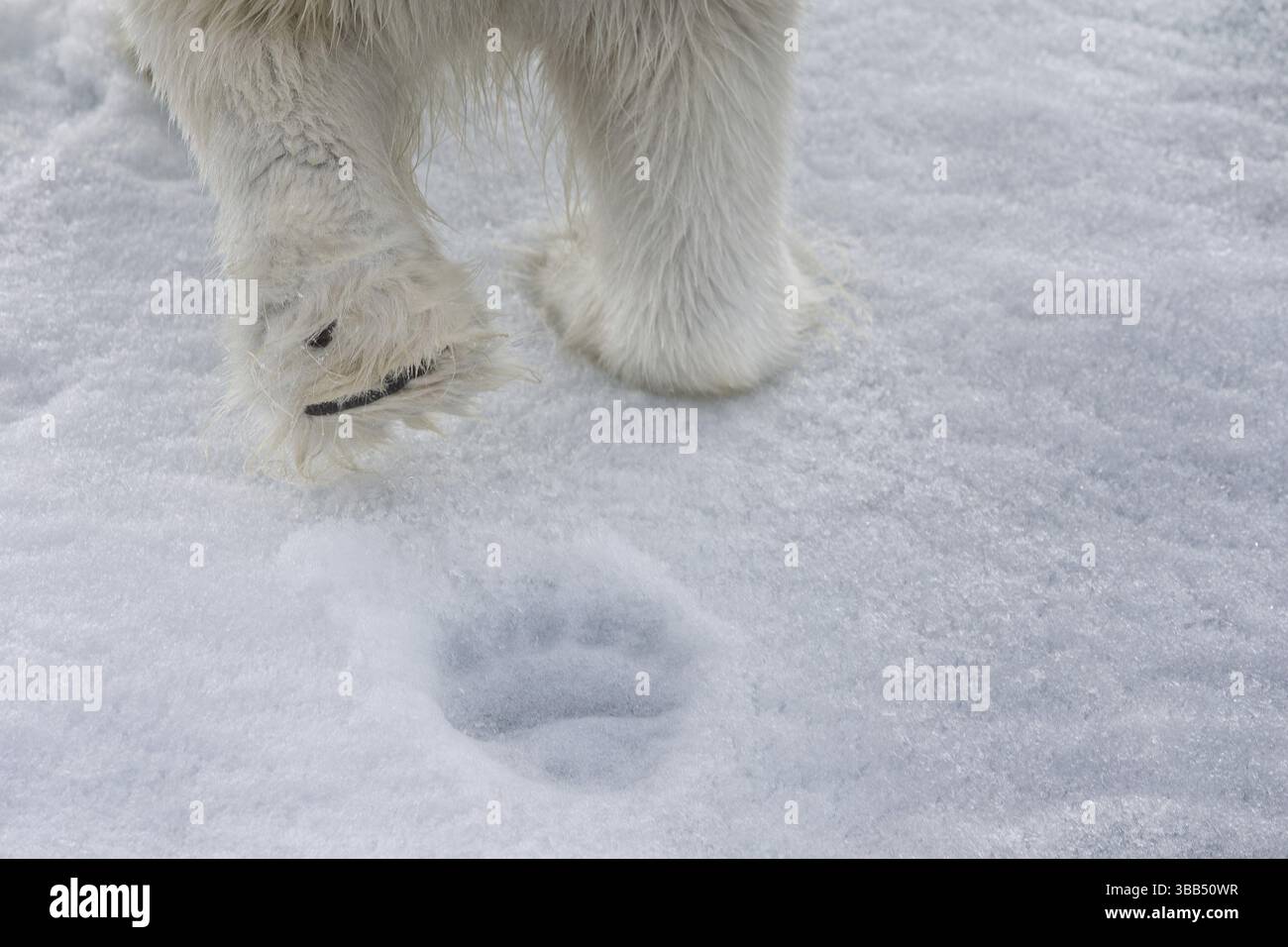Ours polaire (Ursus maritimus) griffes et pattes imprimées dans la neige vue de derrière, Svalbard, Norvège, Europe Banque D'Images