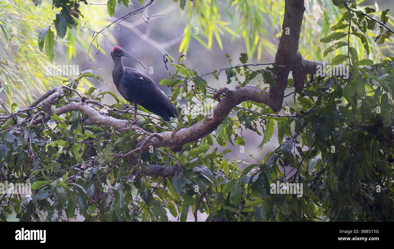 Ibis à poil rouge (Pseudibis papillosa), Parc national de Tadoba, Inde, Asie Banque D'Images