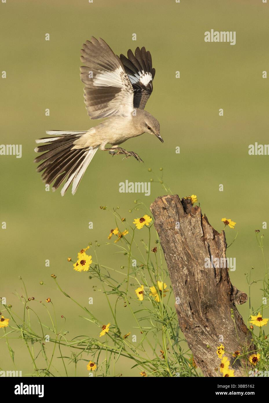 Mockingbird du Nord (Mimus polyglottos) approchant d'une souche, Texas, USA, Amérique du Nord Banque D'Images