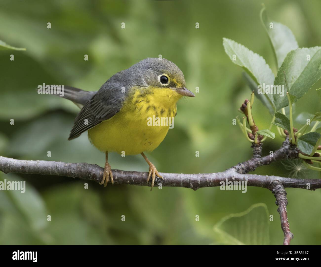 Paruline du Canada, Cardellina canadensis, perchée à Saskatoon, Canada, Amérique du Nord Banque D'Images