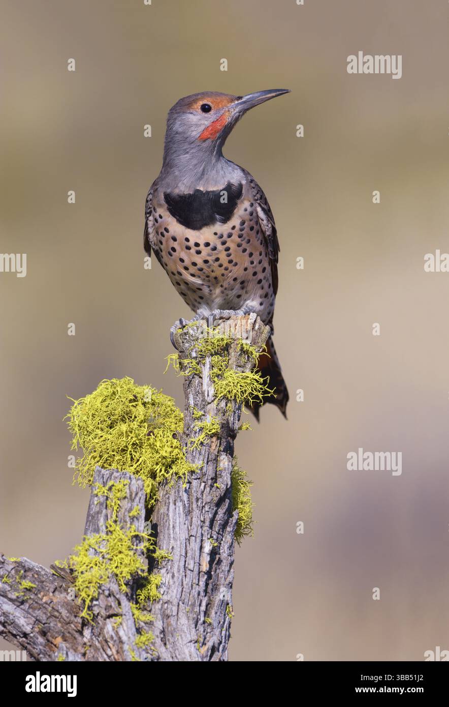 Flicker nordique (Colaptes auratus) mâle, Oregon, USA, Amérique du Nord Banque D'Images Flicker nordique (Colaptes auratus) mâle, Oregon, USA, Amérique du Nord Banque D'Images