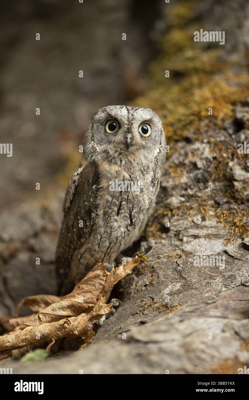 Eurasian Scops Owl (Otus Sops) captive, juvénile, Allemagne, Europe Banque D'Images