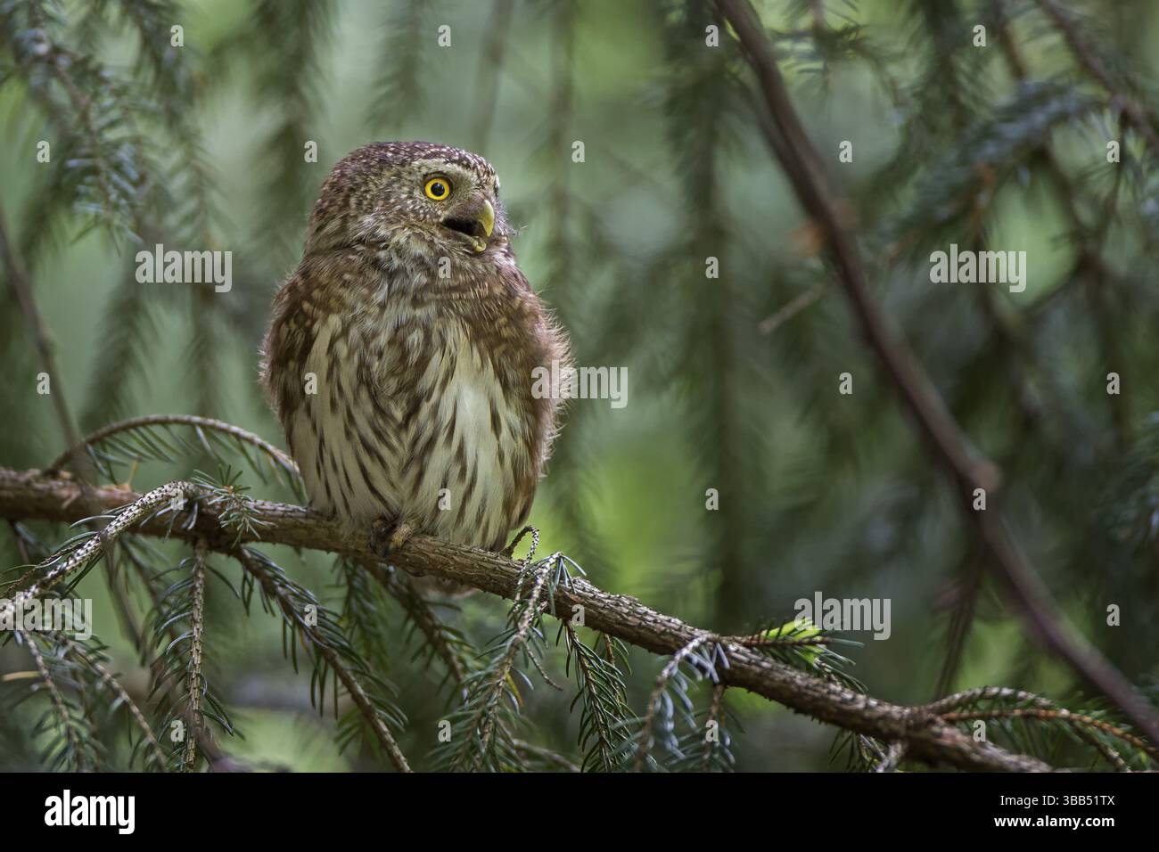 Chouette pygmée eurasienne (Glaucidium passerinum), Saxe, Allemagne, Europe Banque D'Images