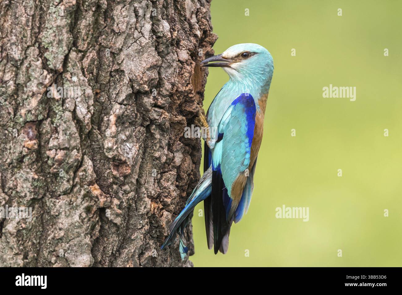 Rouleau européen (Coracias garrulus) à la cavité de reproduction, Subotica, Serbie, Europe Banque D'Images