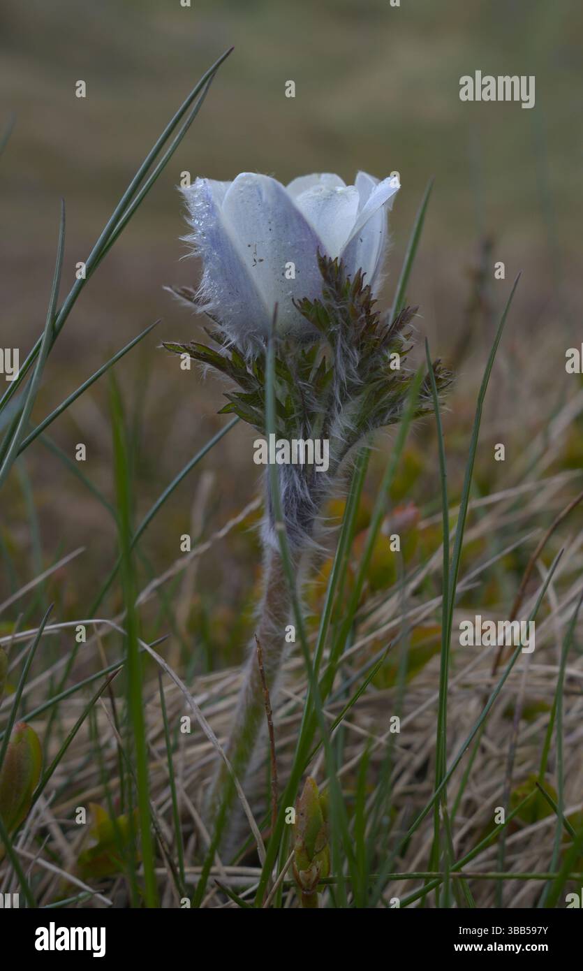 Une anémone alpine blanche avec des gouttelettes de rosée Banque D'Images