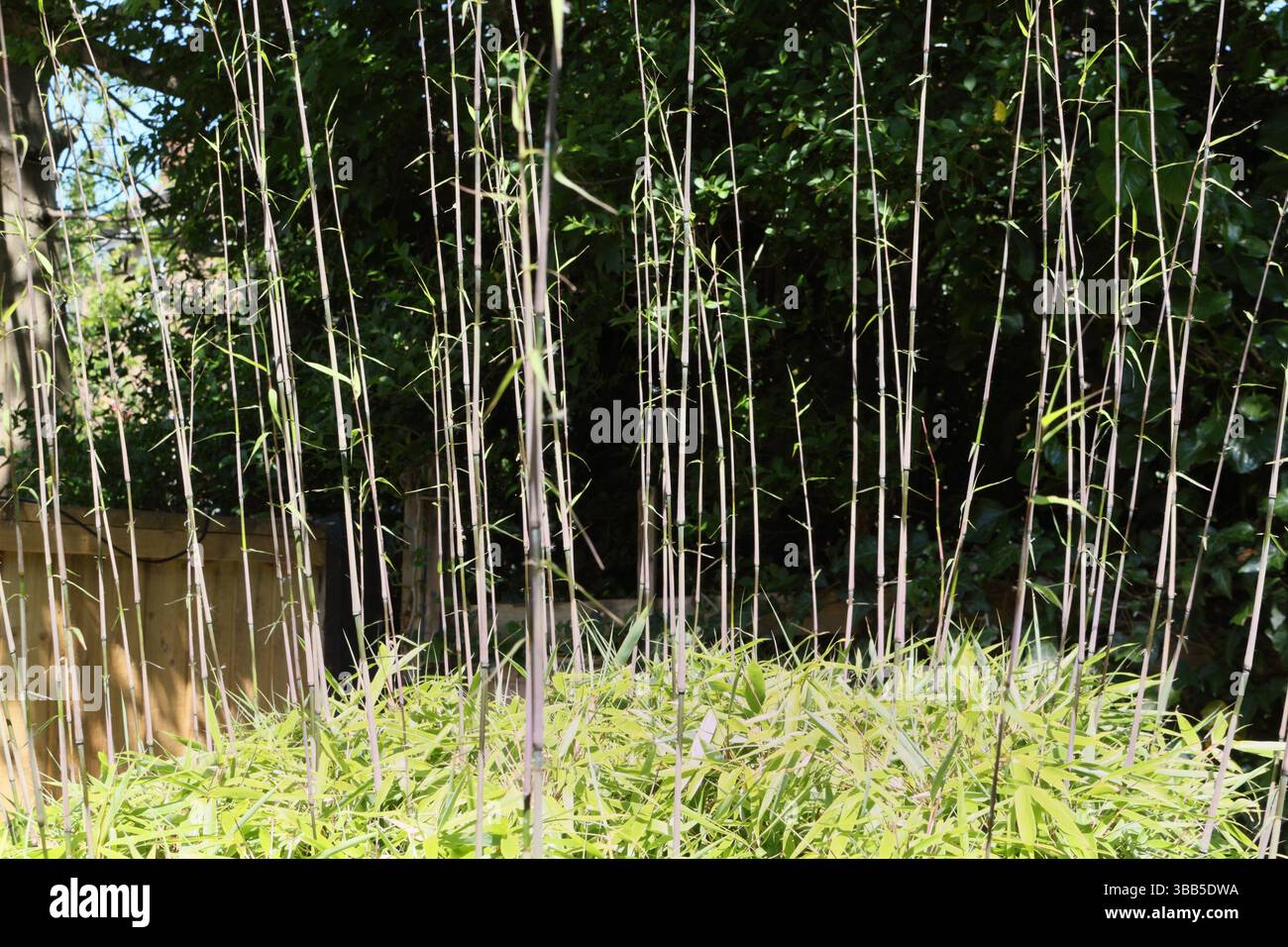 Bambou poussant dans un jardin, tiges de plantes à croissance rapide Banque D'Images