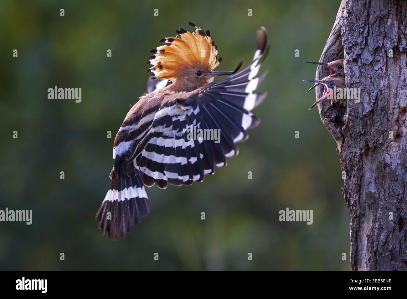 Eurasian Hoopoe (Upupa epops) nourrissant les poussins dans la cavité de reproduction, Saxe-Anhalt, Allemagne, Europe Banque D'Images