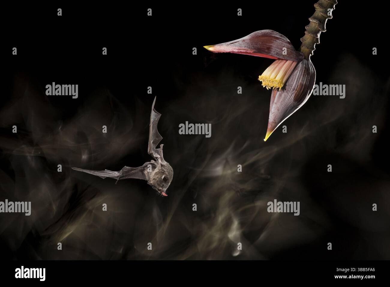 Une chauve-souris à longue languette de Pallas visite une fleur de banane dans une forêt pluviale de plaine au Costa Rica. J'utilise une technique sophistiquée à plusieurs flash couplée à un Banque D'Images