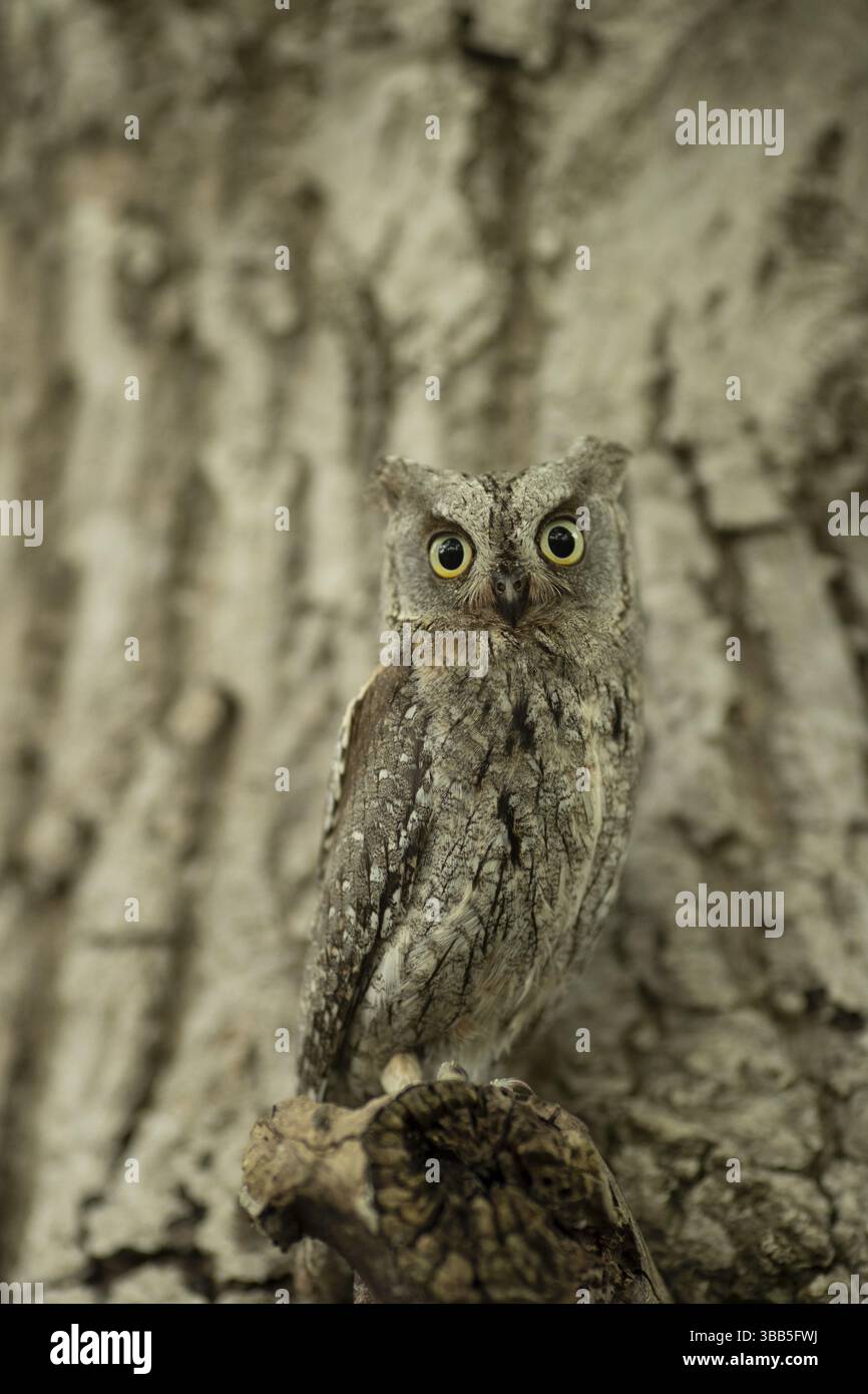 Eurasian Scops Owl (Otus Sops) captive, juvénile, Allemagne, Europe Banque D'Images