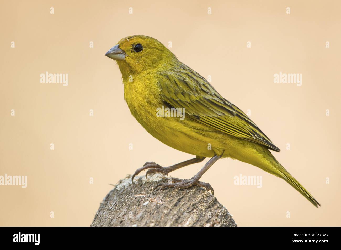 Pingembre safran (Sicalis flaveola) femelle, Bolivie, Amérique du Sud Banque D'Images