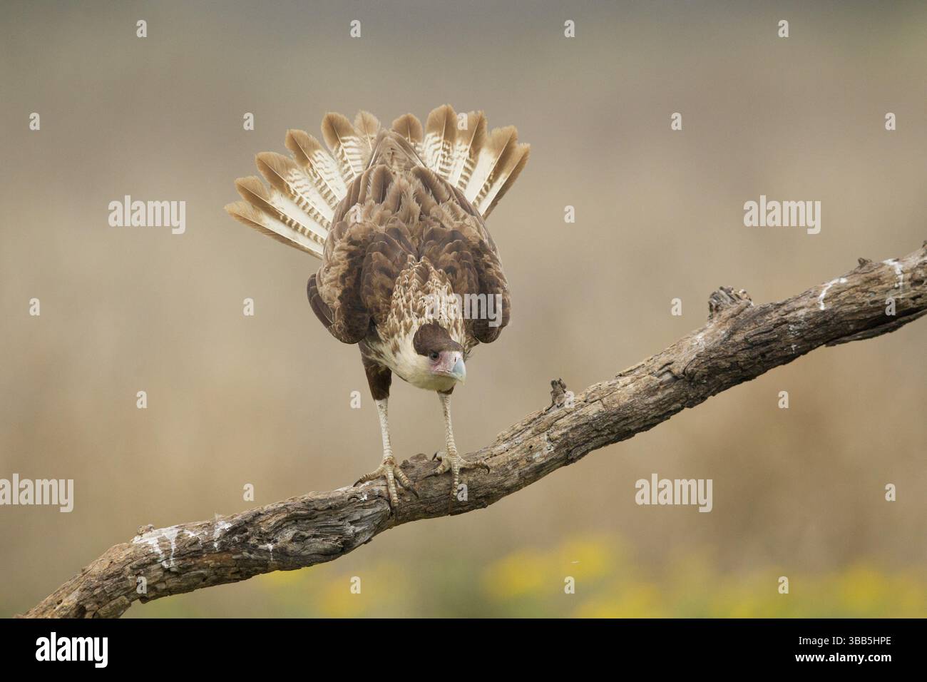 Crête nordique Caracara (Caracara cheriway) juvénile, Texas, États-Unis, Amérique du Nord Banque D'Images
