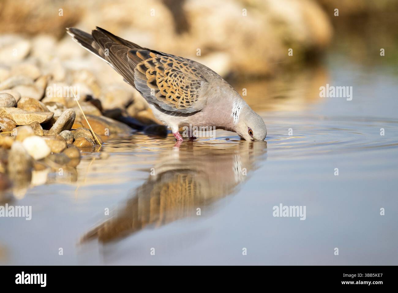 Tourterelle européenne (Streptopelia turtur) buvant à un point d'eau, Castille-la Manche, Espagne, Europe Banque D'Images