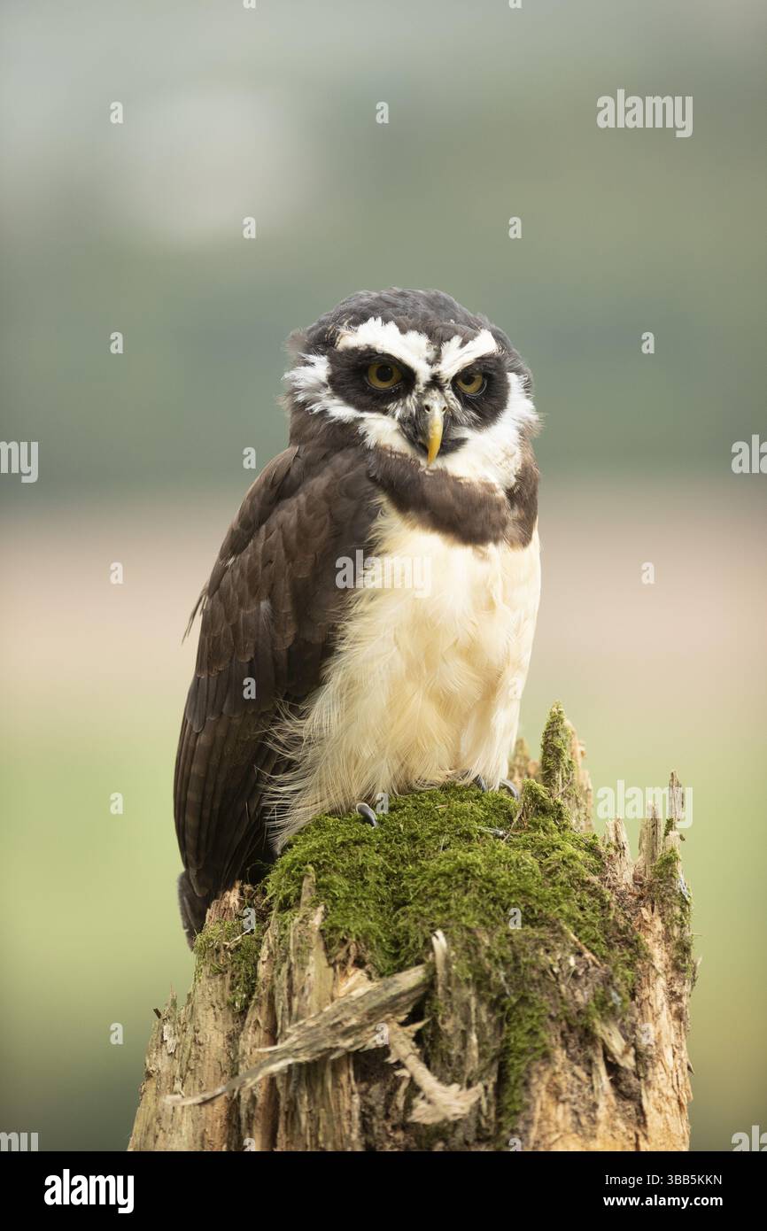 Chouette à lunettes (Pulsatrix perspicillata) captive, juvénile, Allemagne, Europe Banque D'Images