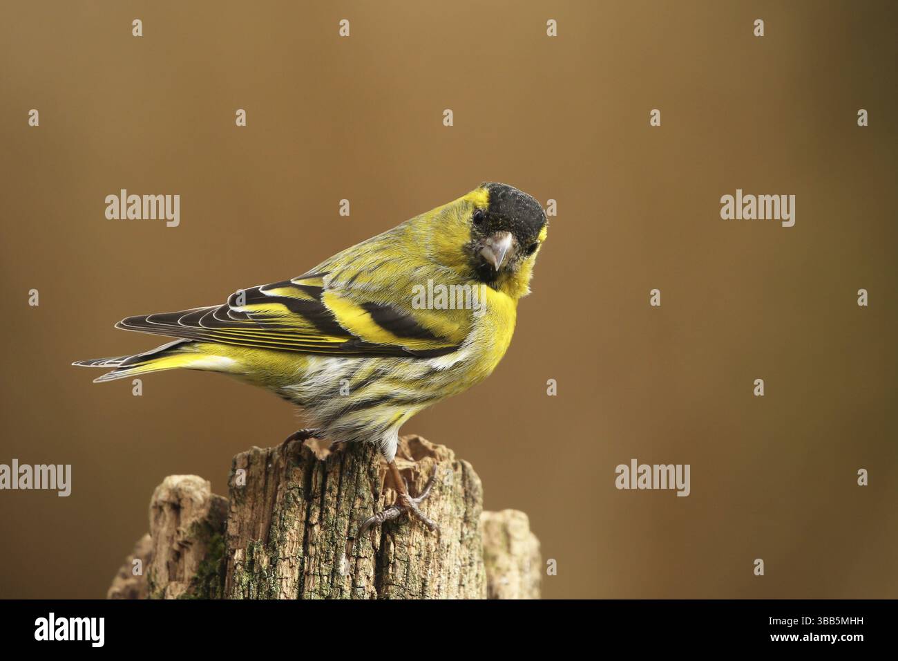 Siskin eurasien (Spinus spinus) mâle, basse-Saxe, Allemagne, Europe Banque D'Images