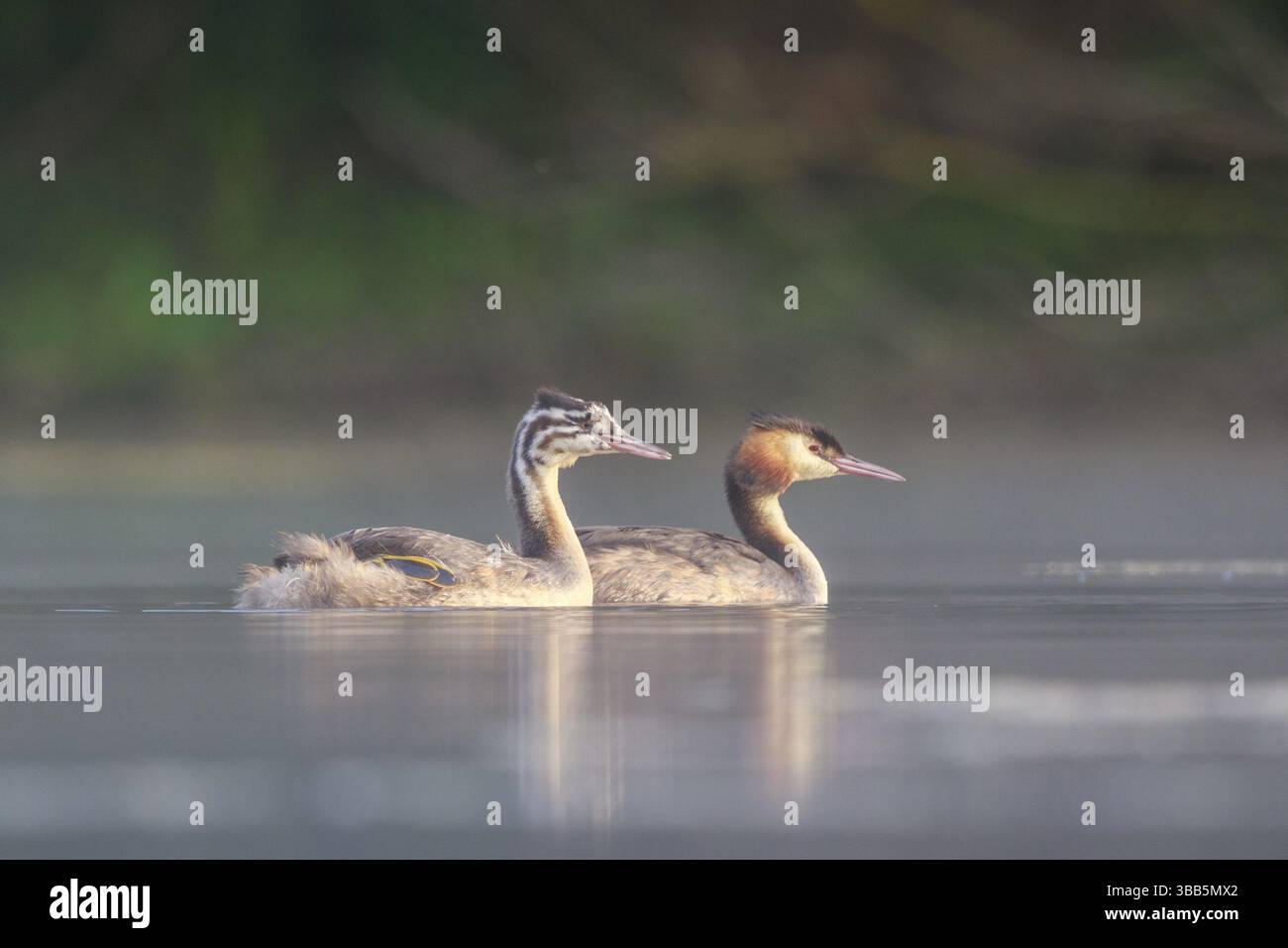 Grand grêbe à crête (Podiceps cristatus) avec jeune, Rhénanie du Nord-Westphalie, Allemagne, Europe Banque D'Images