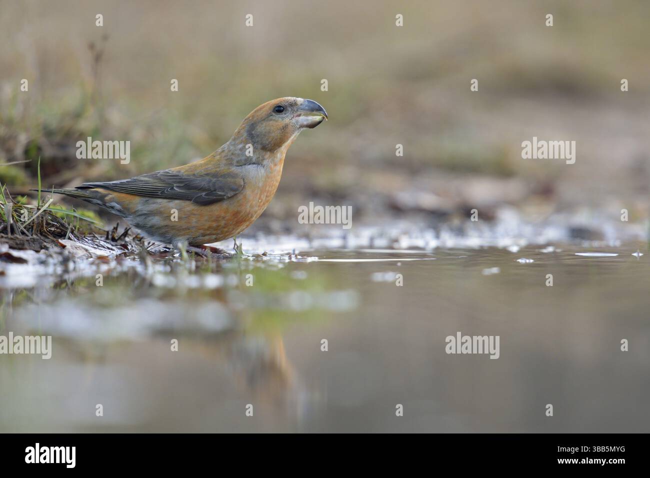 Bec croisé de perroquet (Loxia pytyopsittacus) mâle buvant, pays-Bas Banque D'Images