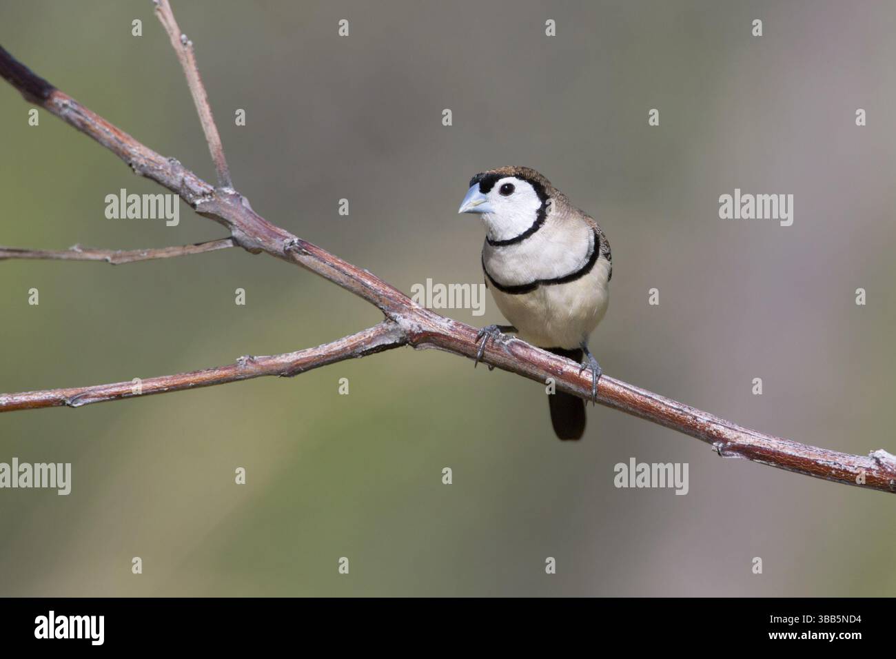 Finlandais à double barreau (Taeniopygia bichenovii), Queensland, Australie, Océanie Banque D'Images
